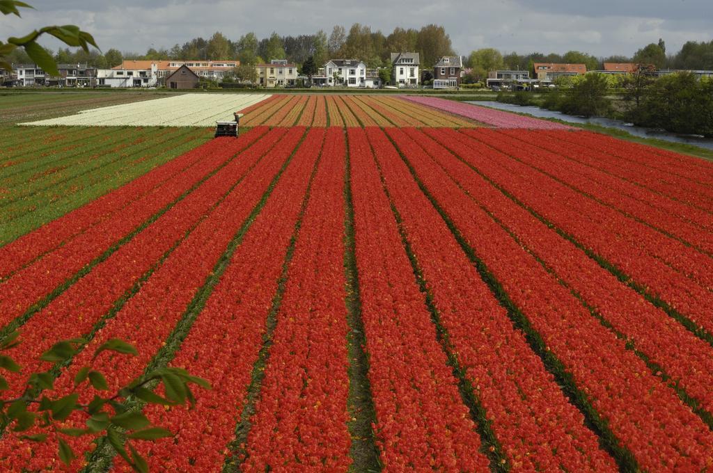 De Zonnehoed Bed and Breakfast Lisse Buitenkant foto