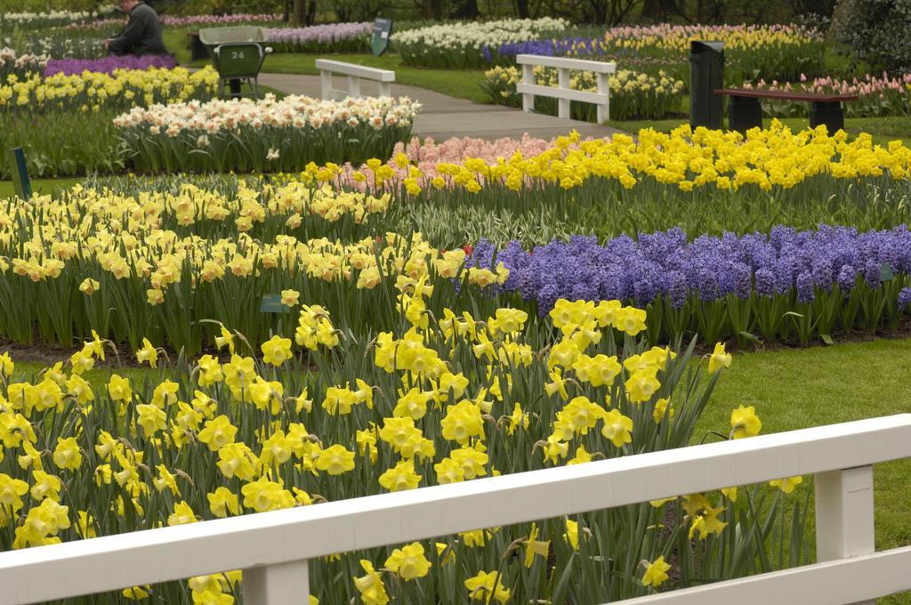 De Zonnehoed Bed and Breakfast Lisse Buitenkant foto